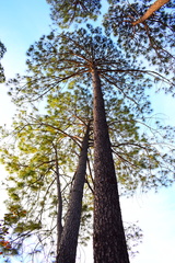 Pinus douglasiana
