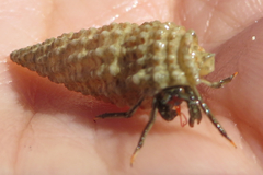 Clibanarius antillensis