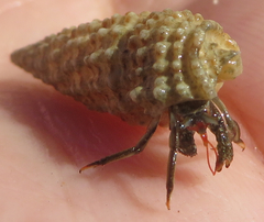 Clibanarius antillensis