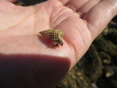 Clibanarius antillensis