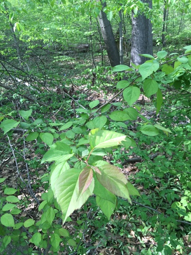 Image of Malus hupehensis by no rights reserved