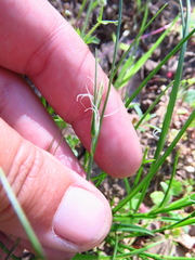 Carex globosa