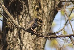 Sturnus vulgaris