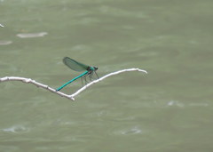 Calopteryx angustipennis