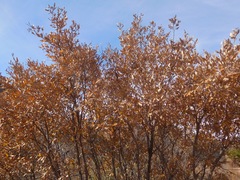 Quercus mohriana