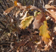 Quercus mohriana
