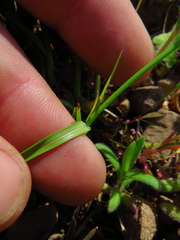 Carex globosa