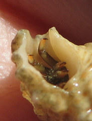 Cerithium muscarum image