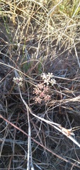 Lichtensteinia obscura