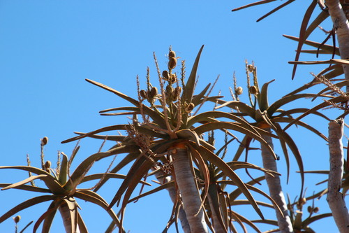 Aloidendron dichotomum image