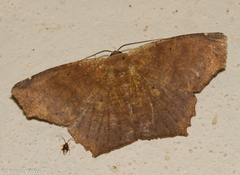 Paragonia cruraria