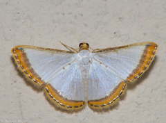 Leuciris