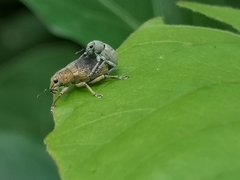 Eugnathus distinctus