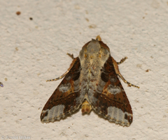Condica imitata