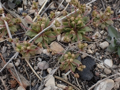 Androsace occidentalis