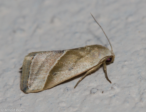 Micrathetis dasarada Druce, 1898