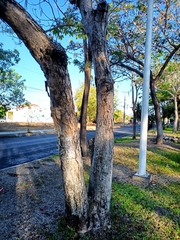 Roseodendron donnell-smithii