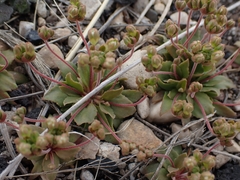 Androsace occidentalis