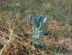 Asclepias notha