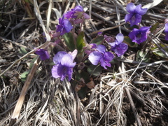 Viola phalacrocarpa