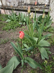Tulipa gesneriana