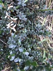 Olearia myrsinoides