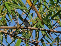 Muscicapa griseisticta