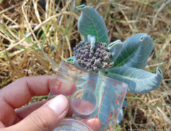 Asclepias notha