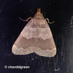 Hydrillodes nilgirialis