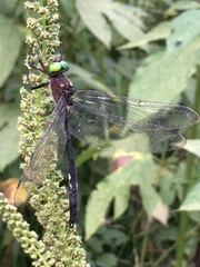 Somatochlora linearis