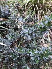 Olearia myrsinoides