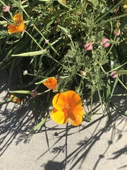 Eschscholzia californica