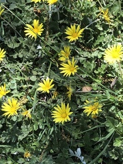 Asteraceae