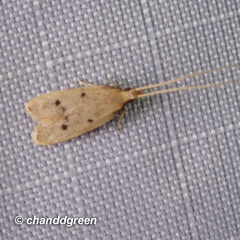 Lecithocera aulicousta