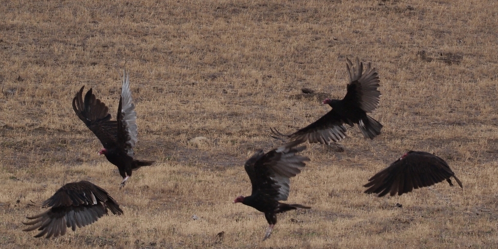 Turkey Vulture (Birds Of The Preserve At Shaker Village) · INaturalist