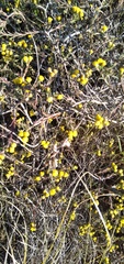 Marasmodes