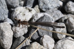 Ischnura cervula