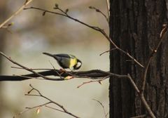 Parus major