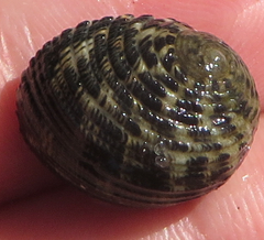Nerita fulgurans