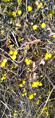 Marasmodes