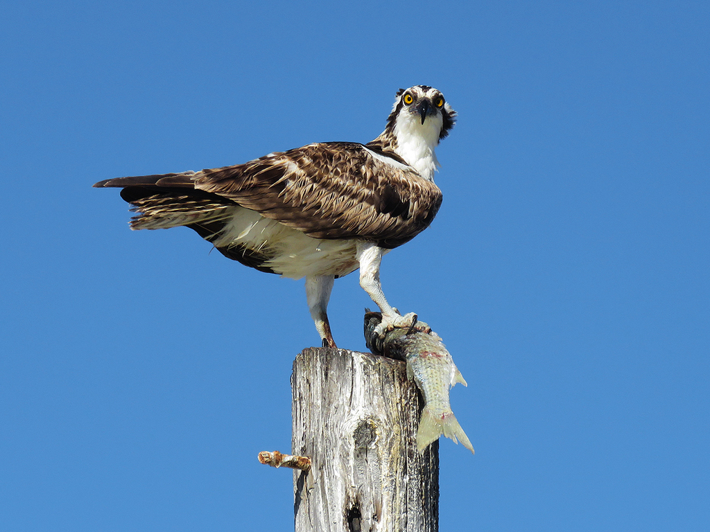 Osprey (Birds of the Preserve at Shaker Village) · iNaturalist