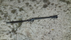Pseudagrion furcigerum