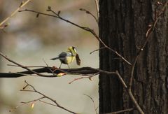 Parus major