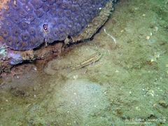 Coryphopterus glaucofraenum