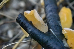 Aleurodiscus vitellinus