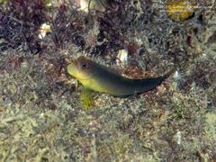 Ophioblennius trinitatis