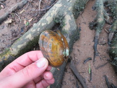 Cambarunio taeniatus