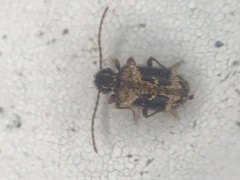 Ptinus texanus