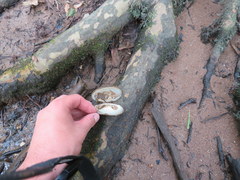 Cambarunio taeniatus