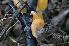 Aleurodiscus vitellinus